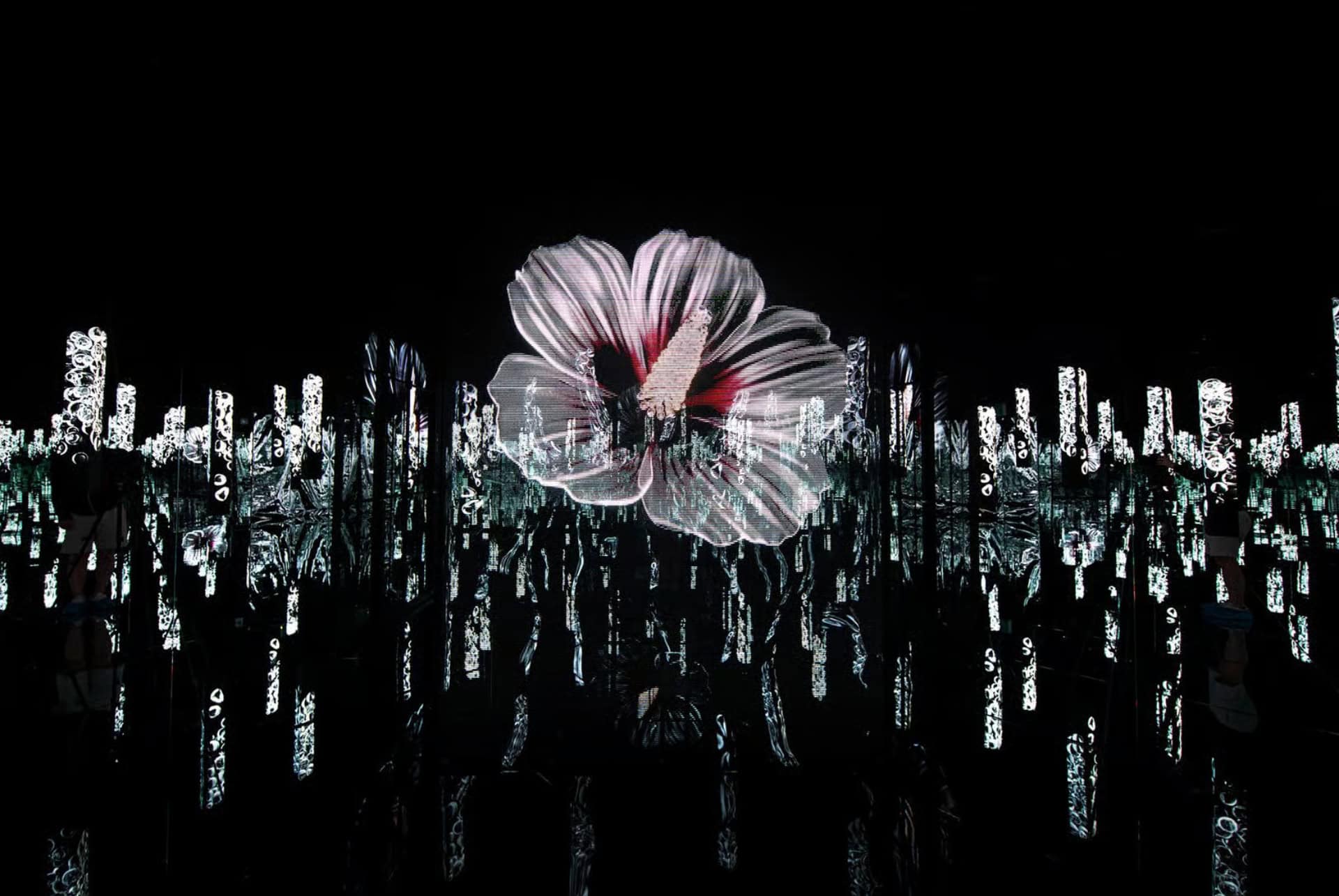 flower hibiscus seed